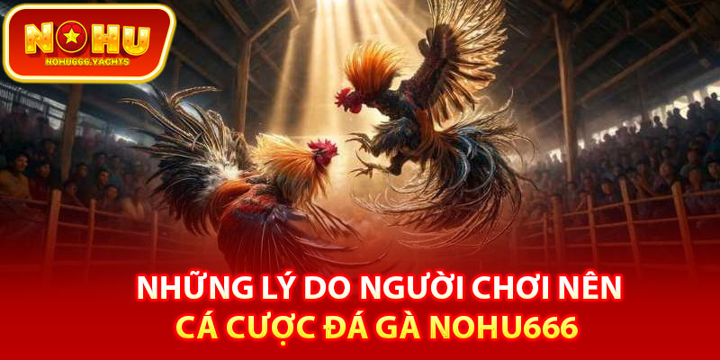 Những lý do người chơi nên cá cược đá gà Nohu666